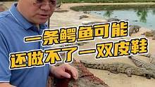 一条鳄鱼可能还做不了一双皮鞋#鳄珍 
