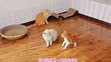 捡来的小橘猫向霸主地位冲击，跟彪悍母猫大战几回合，新王者出现
