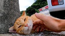 車の下にいた野良猫が鳴きながらモフられにきた