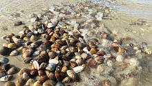 乡下蛤蜊泛滥，密密麻麻的蛤蜊被浪拍上岸，阿聪捡到手软