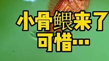 小骨鳂来了，可惜… #骨鳂 #frank的私人水族馆 #指脚䲗