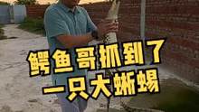 鳄鱼哥抓到一只大蜥蜴#鳄珍   