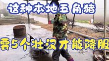 这种本地五角猪，需要5个壮汉，使出吃奶的劲才能降服