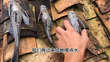 清道夫为什么会S掉呢？那么晒干之后又能复活吗？一起期待吧！