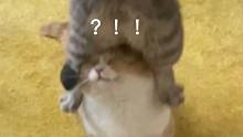 猫：什么砸我头上了？！