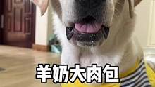 没有小狗狗不喜欢的羊奶大肉包！#拉布拉多日记 #拉不拉猪 #家有馋狗 #今天吃什么 #萌宠好物