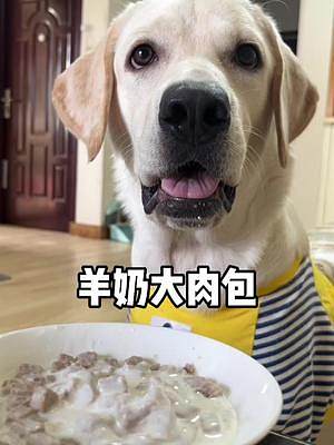 没有小狗狗不喜欢的羊奶大肉包！#拉布拉多日记 #拉不拉猪 #家有馋狗 #今天吃什么 #萌宠好物