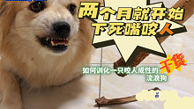 流浪狗两个月回家就开始咬主人训练（第一集）
