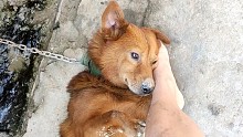 脚踩狗头