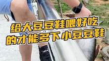 给大豆豆鞋喂好吃的才能多下小豆豆鞋#鳄珍