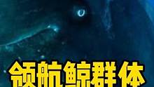 领航鲸群体搁浅，它们还能存活吗？ #海洋动物 #海洋生物 #领航鲸