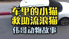 汽车里躲进流浪猫，是您会怎么办呢？#万物皆有灵性 #萌宠 #猫咪 #爱它行动季