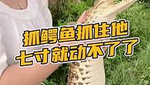 抓鳄鱼只要抓住他7寸就动不了了#鳄珍 