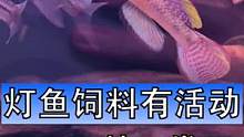 灯鱼饲料拍二发四活动还在，有需要的朋友快抓紧时间入手吧#灯鱼饲料 #原生鱼饲料 #小型鱼饲料