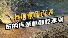 我们家养的狗子笨的连条鱼都吃不到#鳄珍 