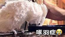 凤头鹦鹉因为过于怕蛇，而患上了“啄羽症”