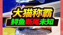 2米猛鱼缸纷争四起，救助鲟鱼尾巴无故折断，整个鱼房充满神秘感 #宠物 #招财猫鱼 #鲟鱼 