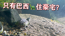 从小深水阳光养大的乌龟