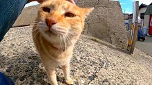 猫島で港にいた猫を撫でると喜んで膝の上に乗ってきた