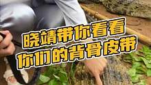晓靖带你看看你们的皮带长什么样子#鳄珍 