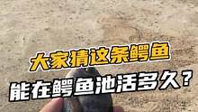大家猜这条鱼能在鳄鱼池活多久呢？#鳄珍