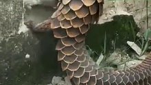长这么大第一次看到穿山甲，说实话，真漂亮，这是去救爷爷吗？
