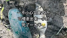 鱼获满满 ， 钓鱼的乐趣只有钓鱼人懂