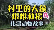 一辆飞驰的火车撞上了大象，结果会怎么样？#万物皆有灵性 #萌宠 #大象 #人与自然和谐共处