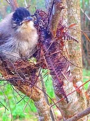 这只幼鸟一天多没有进食了，看它的样子快不行了，好可怜#发现鸟窝 #鸟类救助 #爱鸟护鸟 #动物鸟世界