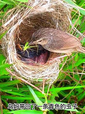 鸟巢里有两只幼鸟，它们每天有吃不完的虫子，几天后却少了一只#发现鸟窝 #动物鸟世界 #野生鸟类育雏 