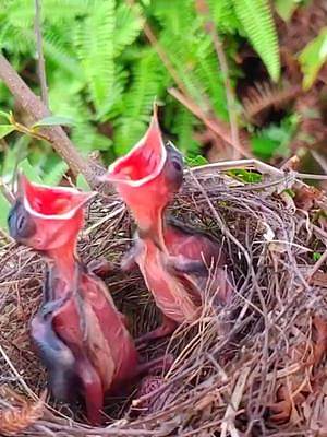 这两只小鸟太能吃了，这嘴张得真大#白喉红臀鹎 #野生鸟类育雏 #动物鸟世界 #发现鸟窝 
