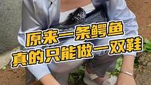 原来一条鳄鱼真的只能做一双鞋#鳄珍 