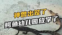 神兽出笼了，鳄鱼幼儿园放学了#奇妙的动物 #鳄鱼 #鳄珍 #神兽出笼了 