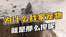为什么我家的宠物就是那么傻呢！#鳄珍