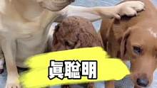 #狗狗 #金毛 #拉布拉多
