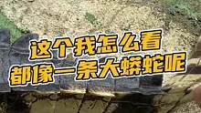 这个怎么看都像一条大蟒蛇#鳄珍