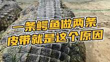一条鳄鱼做两条皮带就是这么来的，懂了没#鳄珍