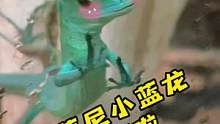 蒂夫尼小蓝龙来啦#爬宠 #养爬姑娘 #蜥蜴 #龙纹翡翠蜥