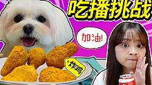 萌宠专属美食大放送！coco的炸鸡套餐已就位