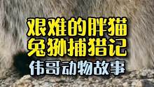 兔狲小短腿捕猎记，它为什么脾气这么暴躁呢？#万物皆有灵性 #萌宠 #猫咪的迷惑行为
