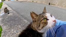 防波堤に座ると猫が近くにやってきて膝の上に乗ってきた