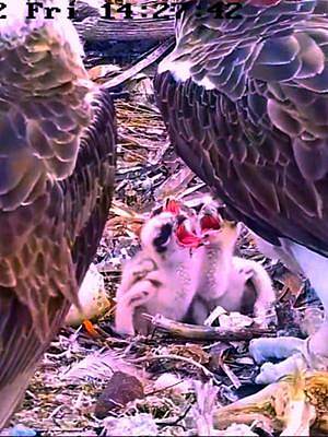 相隔一天，三只小鱼鹰已经全部出壳了，它们张开红红的嘴，好可爱（鱼鹰育雏记录，持续更新中）#鱼鹰育雏#