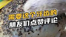 想要这个牙齿的点赞评论#鳄珍 