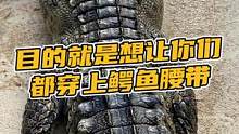 目的就是为了让你们都穿上鳄鱼腰带#鳄珍 