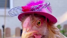 主人给鸡戴帽子，你别说还挺好看