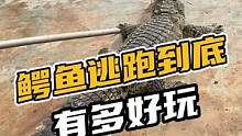 鳄鱼逃跑到底有多好玩#鳄珍 #动物的迷惑行为 
