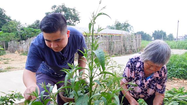 这种野菜你吃过没？用来煮汤营养美味，常吃对身体好
