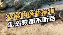 我家的这些宠物怎么教都不听话#鳄珍 
