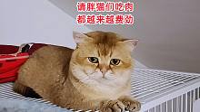 请胖猫们吃肉越来越费劲，猫夫妻闻闻就逃走，二哈猫得先推背再吃