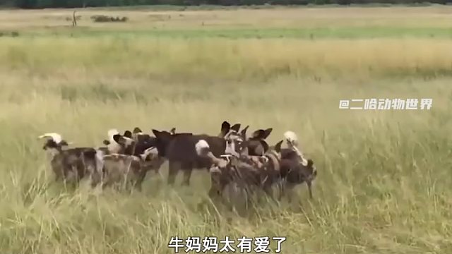 牛妈妈为了孩子不顾一切，最终结果不尽人意